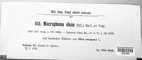 Coleophoma oleae image